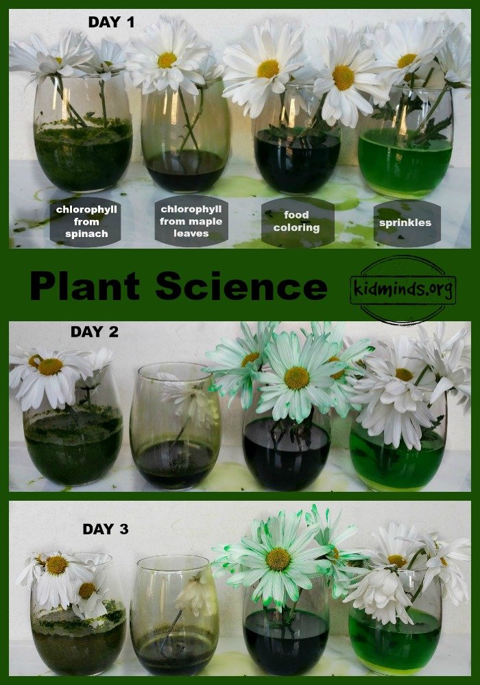 Plant Science using chlorophyll as a coloring agent KidMinds
