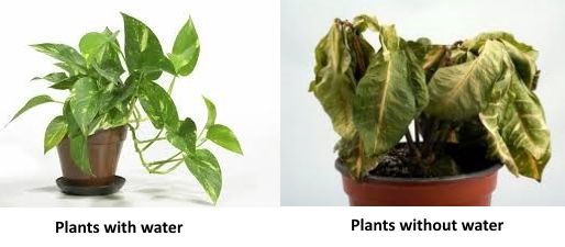 How does Water Reach the Top of the Tree from the Roots? Kidpid