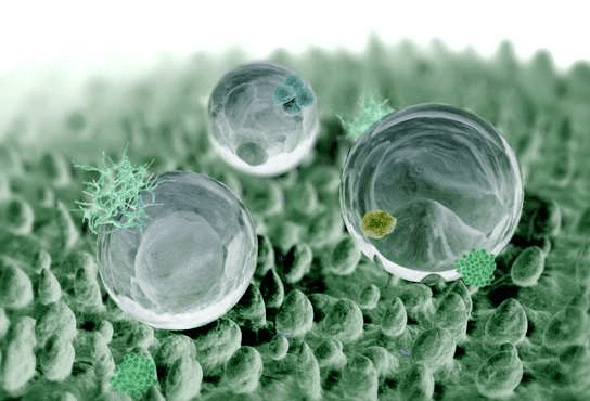 Lotus Effect Why does the lotus leaf repel water? Kidpid