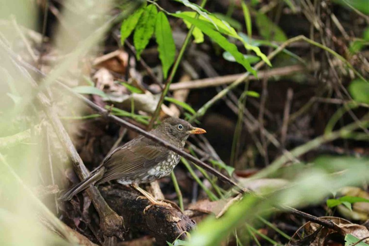 Monkeys eat endangered thrush eggs Mongabay Kids