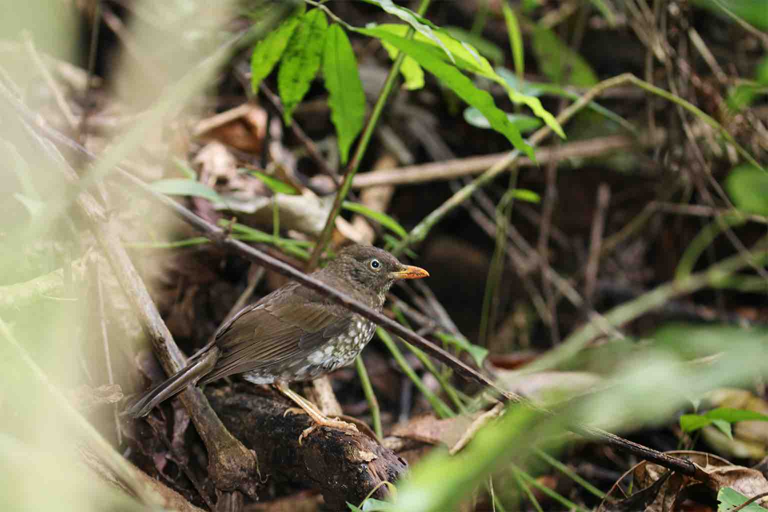 Monkeys eat endangered thrush eggs Mongabay Kids