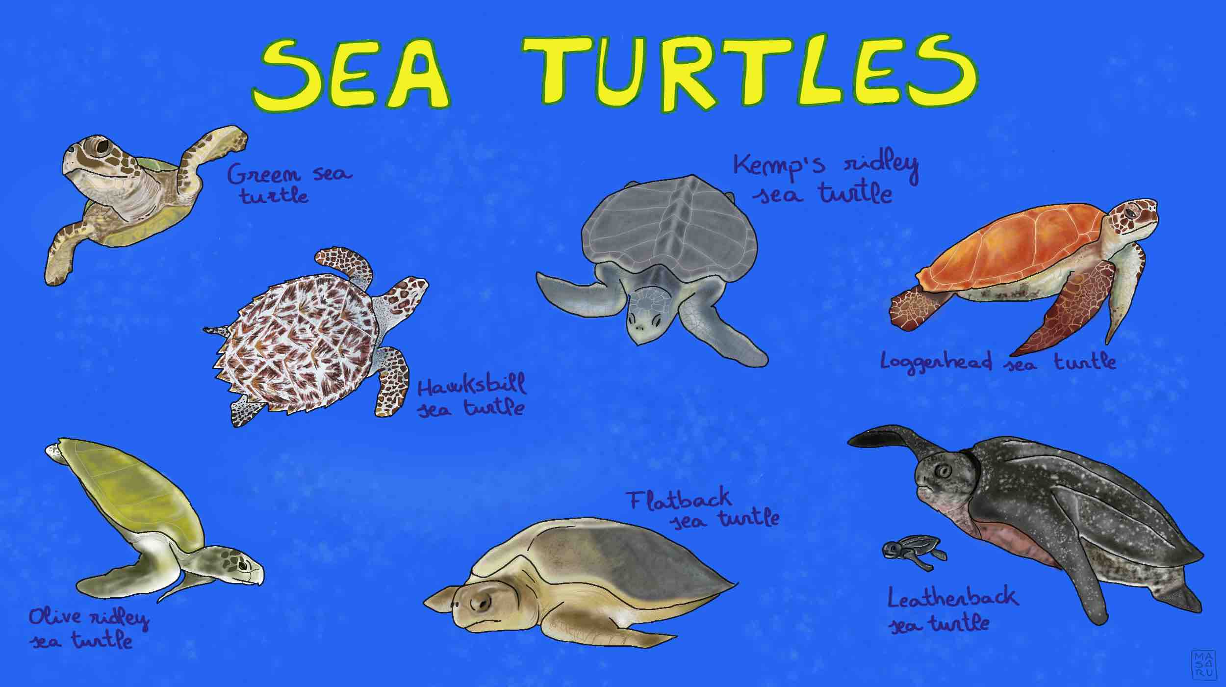 Meet the 7 living species of sea turtles Mongabay Kids