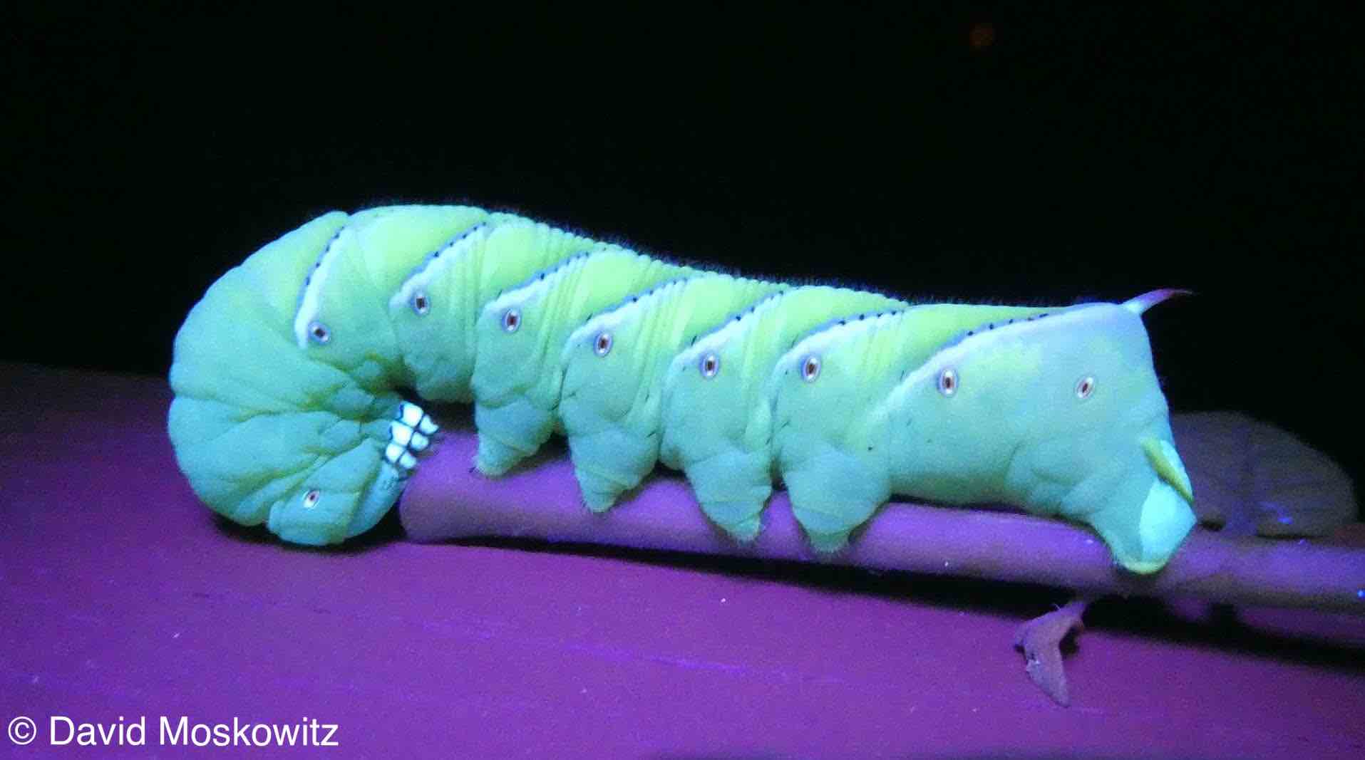 How many legs does a caterpillar have? Mongabay Kids