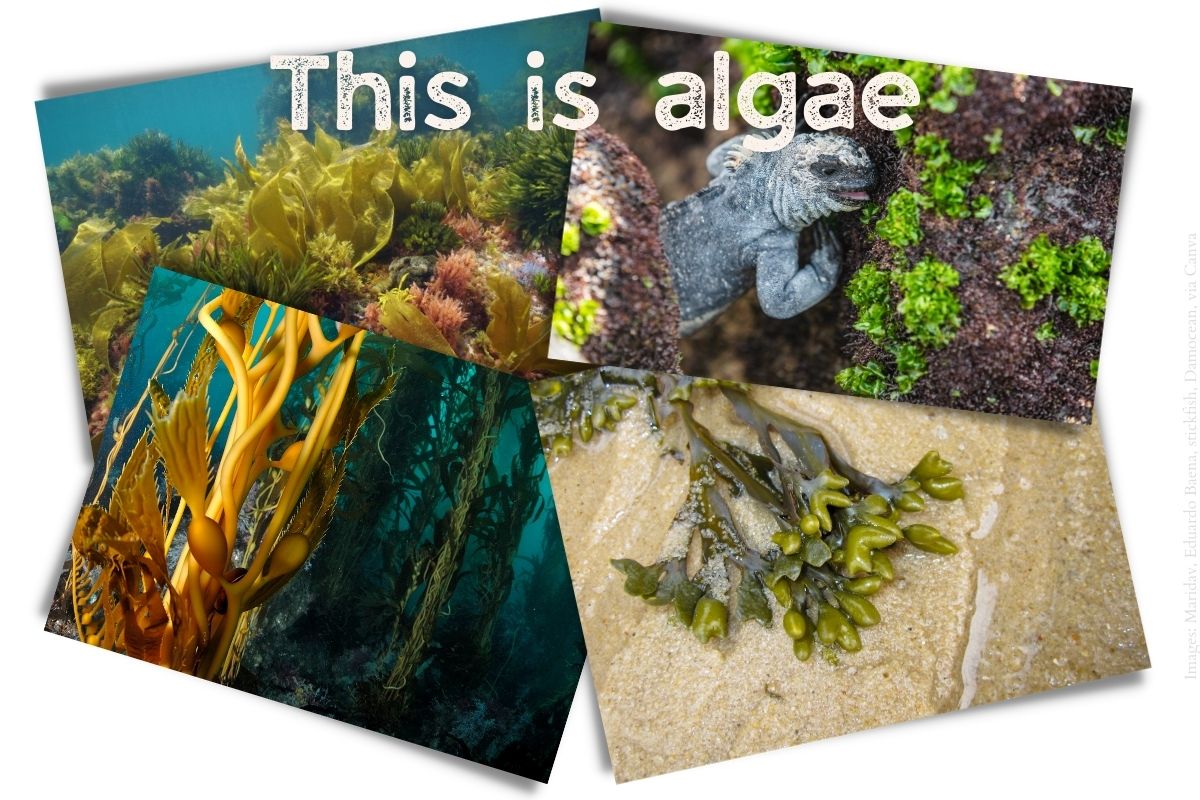 What is seagrass and why is it important? Mongabay Kids