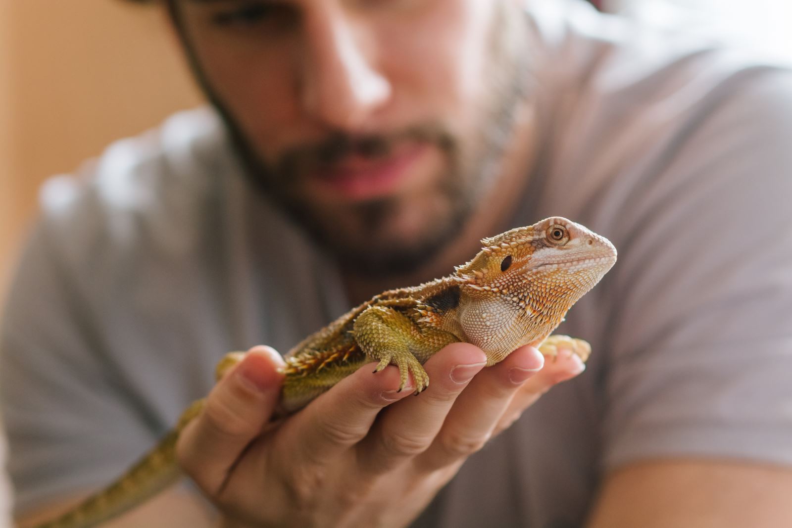 Nutrition Animal Care for Bearded Dragons SPCA Kids