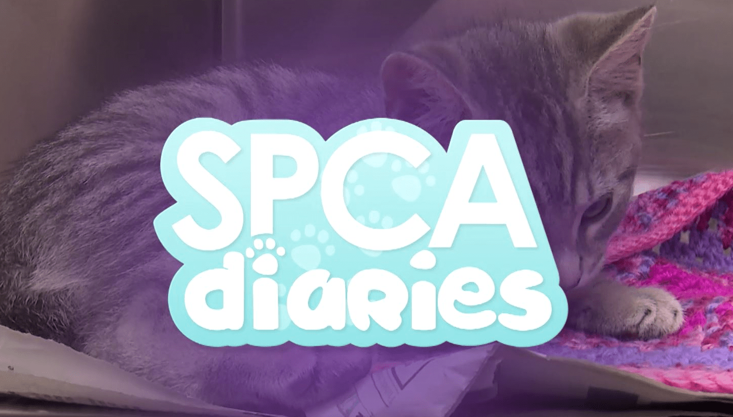About SPCA SPCA Kids Education