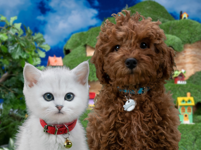 Kidscreen » Archive » WBD rebrands its Boomerang channel as Cartoonito