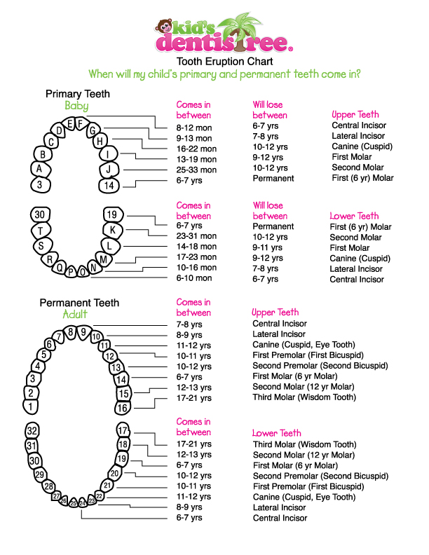 Parent’s Guide to Baby Teeth Kid's Dentistree