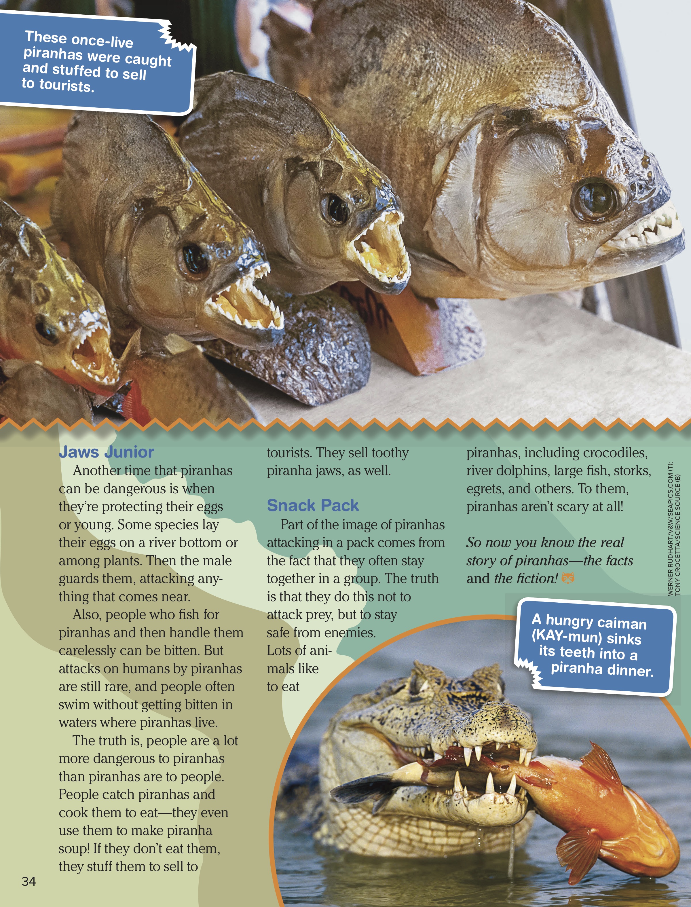 Piranhas NWF Ranger Rick