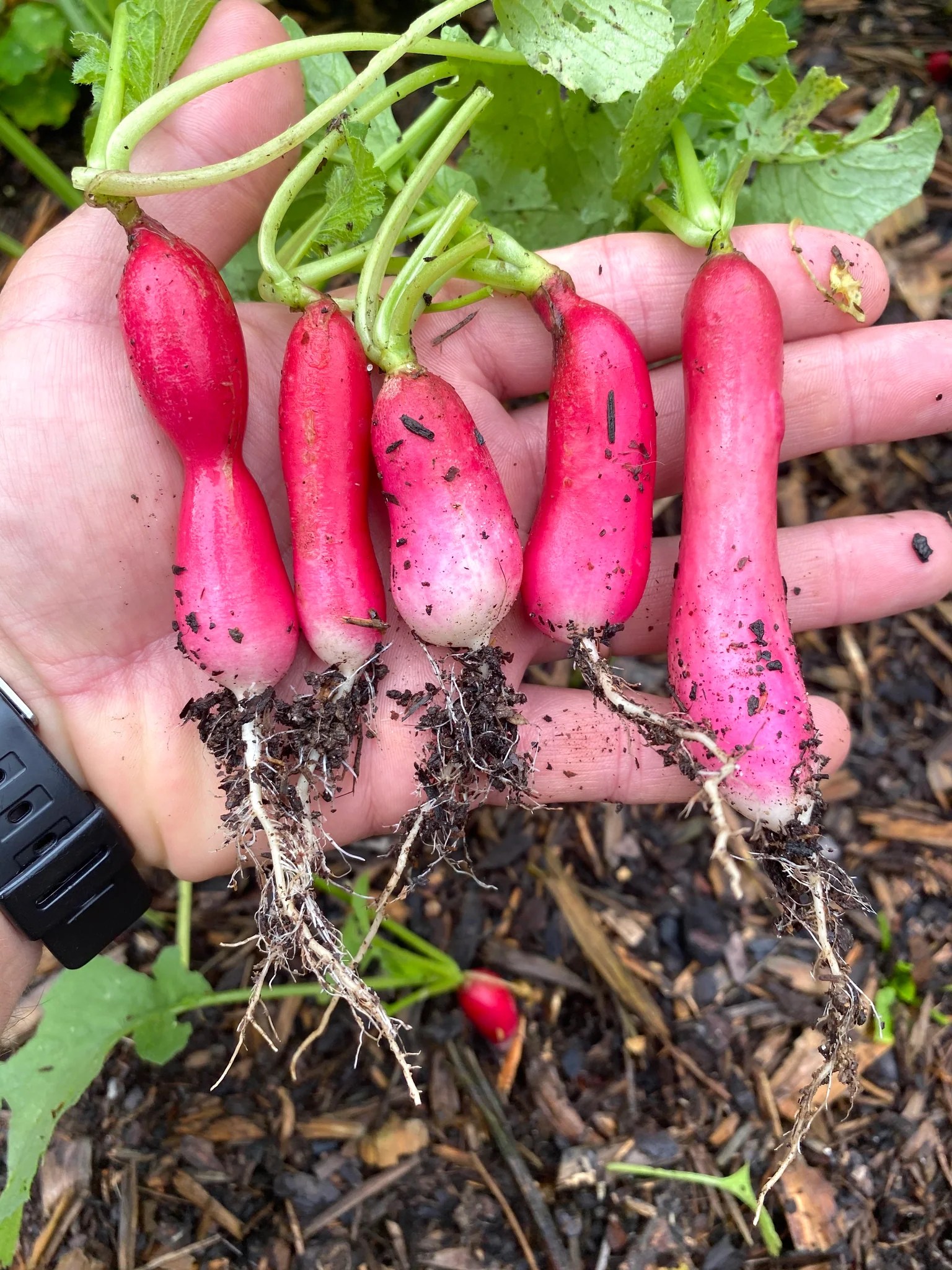 Collection (Victory Garden Seeds) Kids Seed Co.