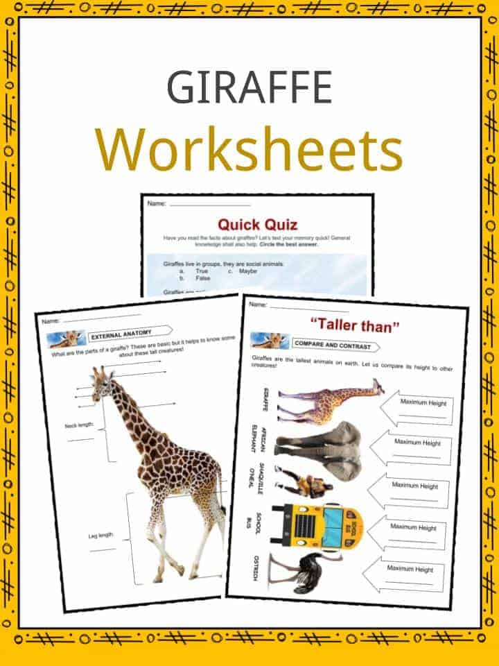 Giraffe Facts, Anatomy, Diet, Habitat, Worksheets & Information For Kids