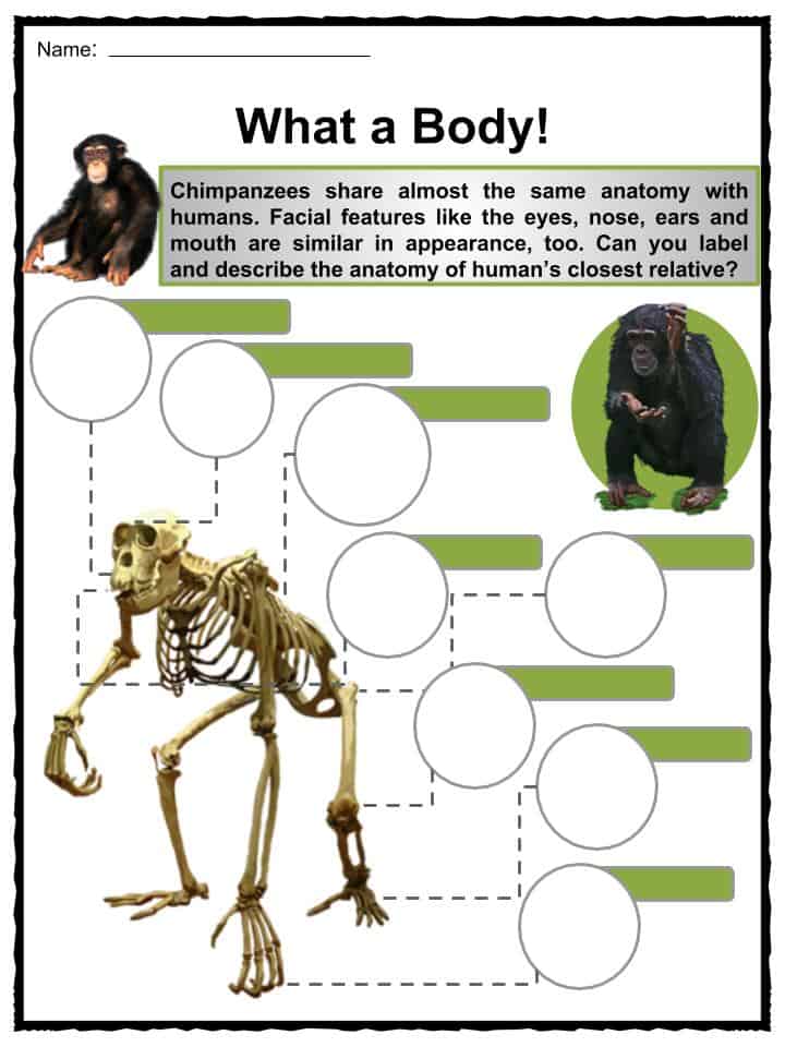 Chimpanzees Facts, Worksheets, Habitat & Anatomy For Kids