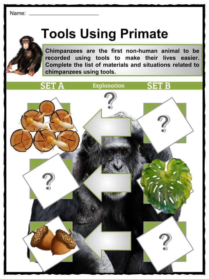Chimpanzees Facts & Worksheets for Kids Habitat, Diet, Features