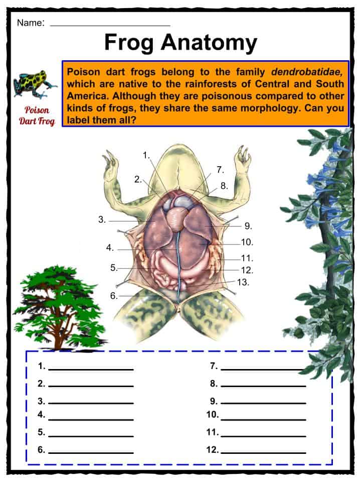 Poison Dart Frog Facts, Worksheets, Habitat & Appearance For Kids