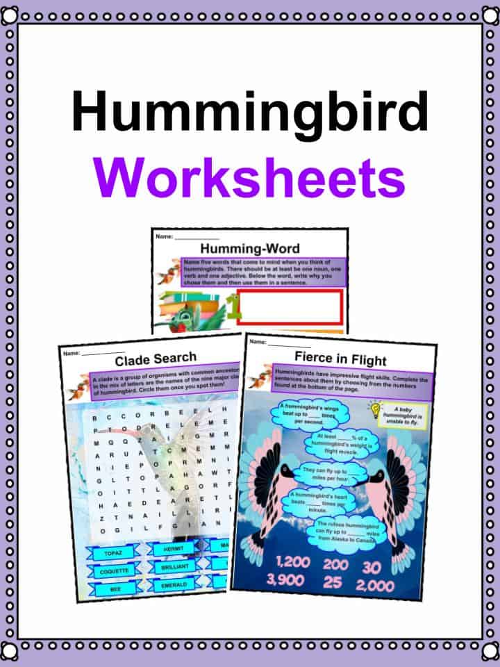 Hummingbird Facts, Worksheets, Species, Habitat & Diet Infor For Kids