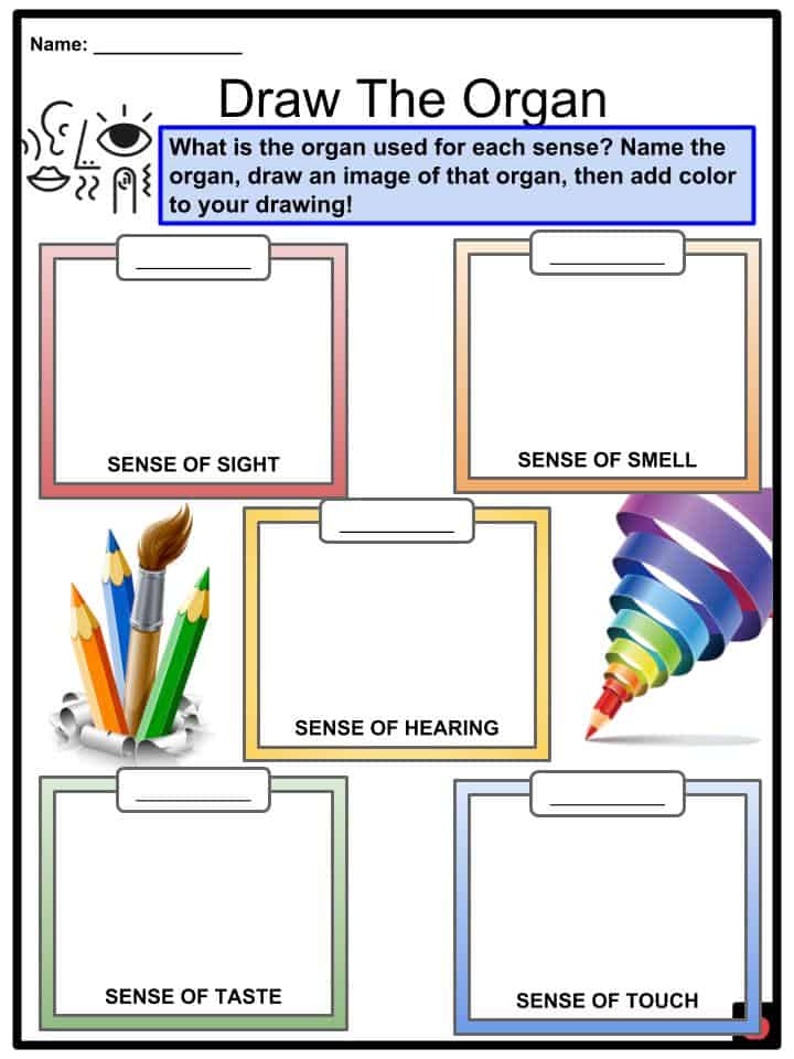 Sense Organs Facts, Worksheets & Five Senses For Kids