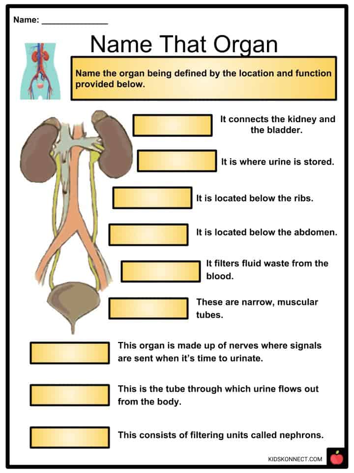 Urinary System Facts, Worksheets, Functions, Parts & Diseases For Kids
