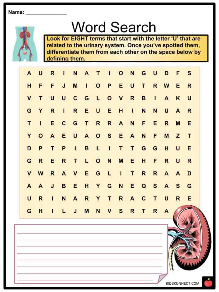 Urinary System Facts, Worksheets, Functions, Parts & Diseases For Kids