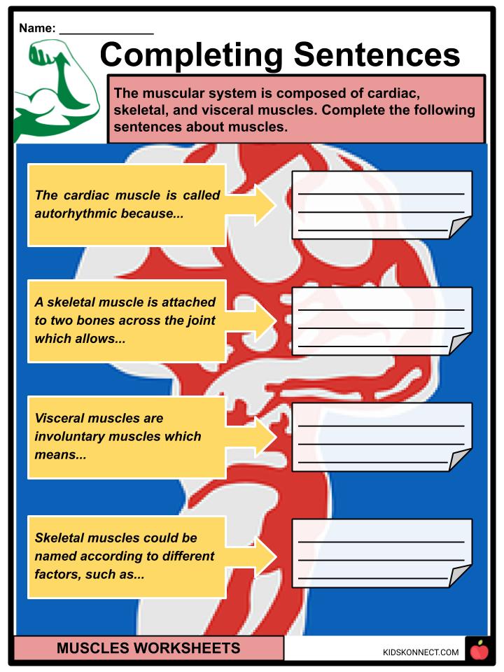 Muscles Facts, Worksheets, Number & Types For Kids