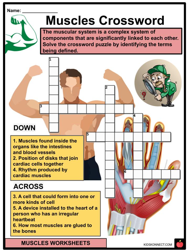 Muscles Facts, Worksheets, Number & Types For Kids