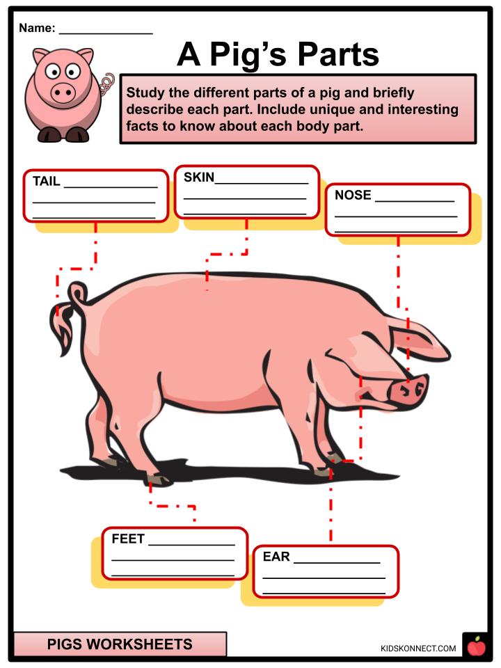 Pigs Facts, Worksheets, Etymology, Taxonomy & Location For Kids