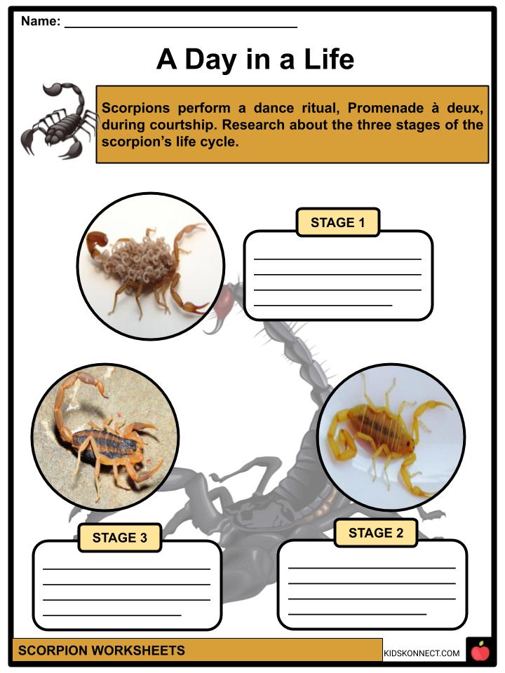 Scorpion Facts, Worksheets & Taxonomy For Kids