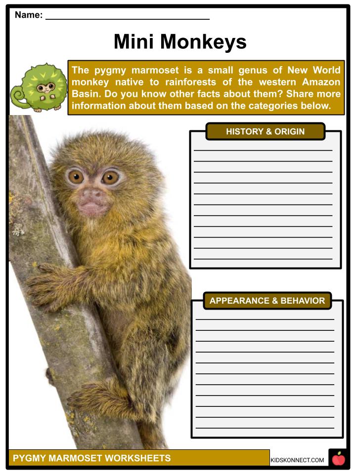 Pygmy Marmoset Facts, Worksheets, Evolution & Taxonomy For Kids