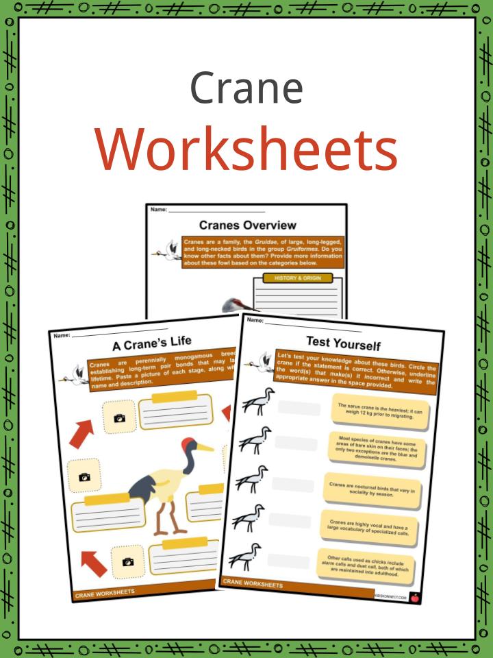 Crane Facts, Worksheets, Species, Description & Crane In Culture For Kids
