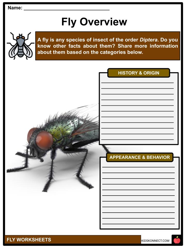 Fly Facts, Worksheets, Overview & Classification For Kids