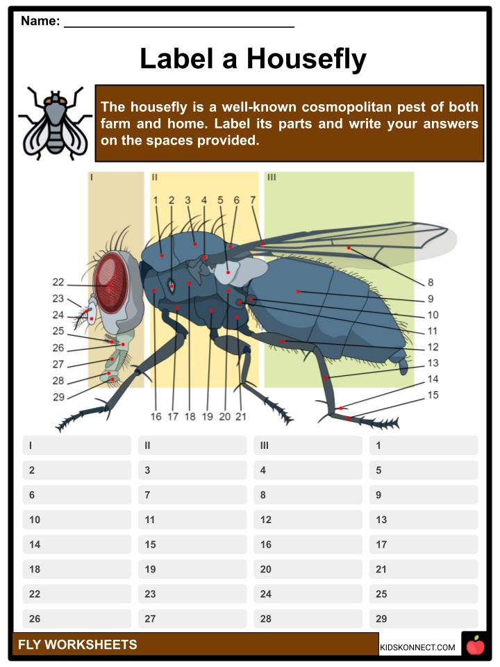 Fly Facts, Worksheets, Overview & Classification For Kids