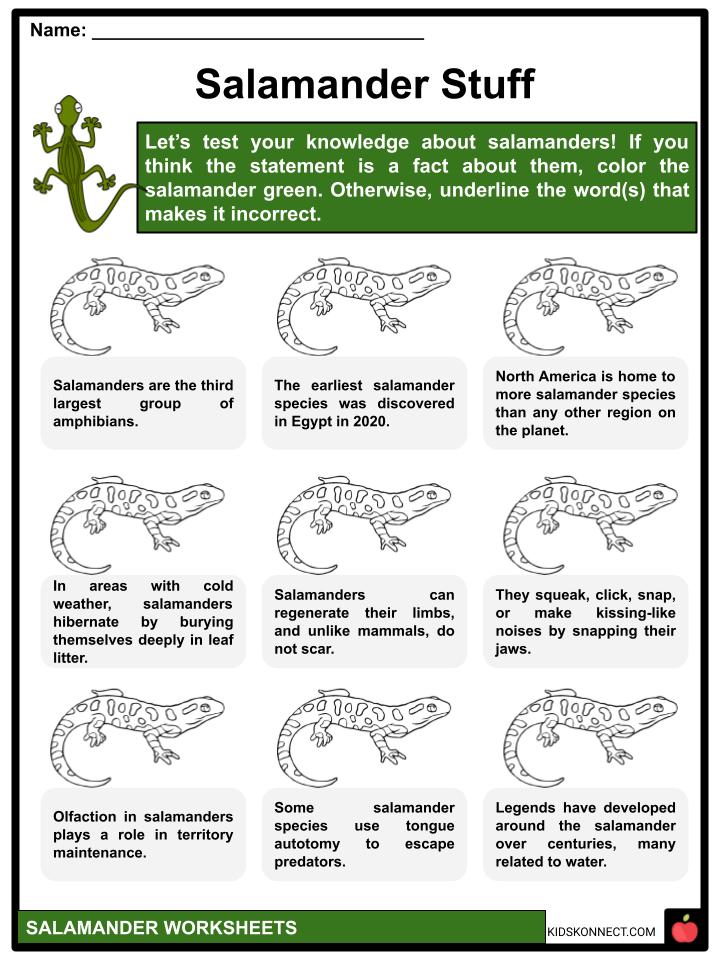 Salamander Facts, Worksheets, Description & Diet For Kids