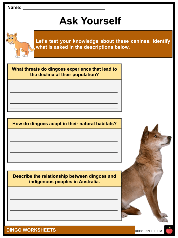Dingo Facts & Worksheets KidsKonnect