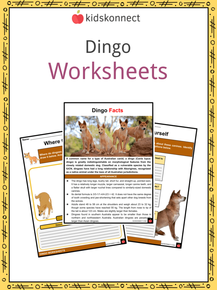 Dingo Facts & Worksheets KidsKonnect
