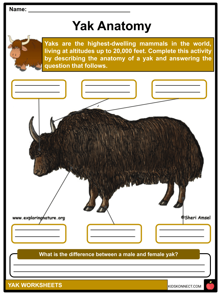Yak Facts, Worksheets, Types & Benefits For Kids
