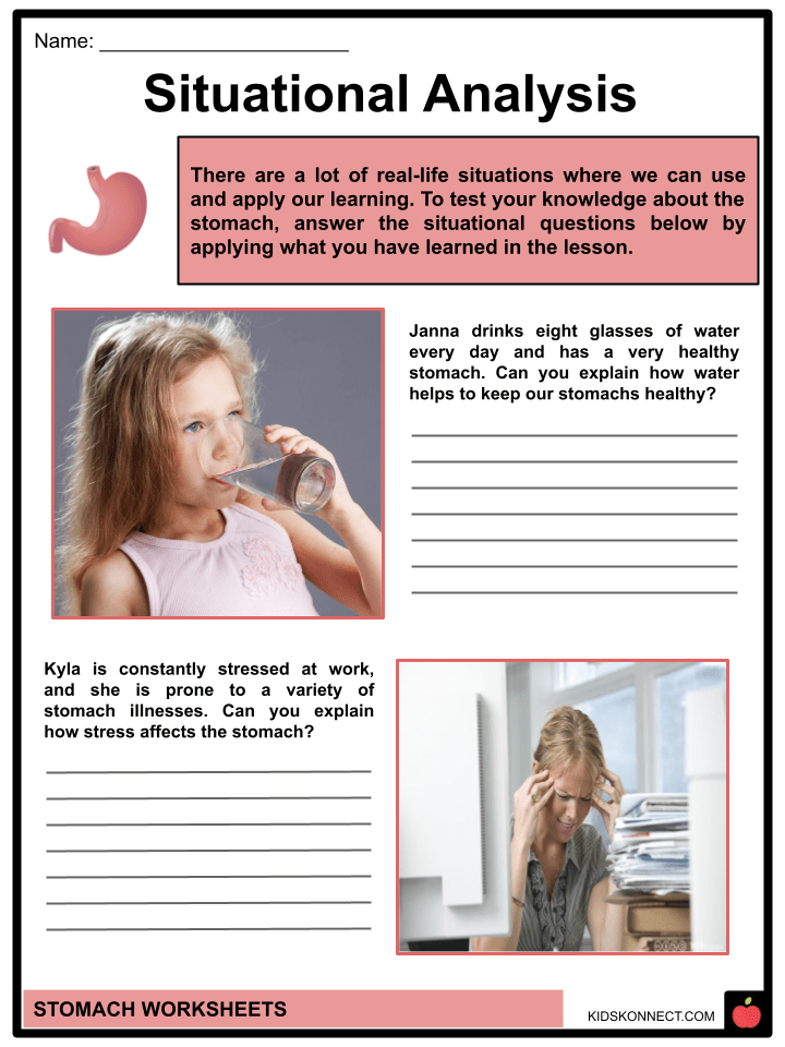 Stomach Facts & Worksheets Anatomy, Function, Digestion, Illnesses
