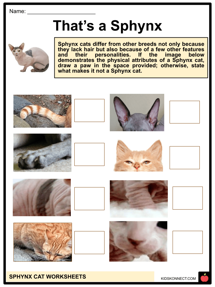 Sphynx Cat Facts & Worksheets Breed, Apprearance, Diet, Care