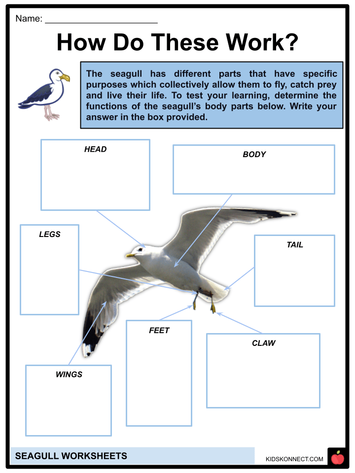 Seagull Worksheets & Facts Features, Habitat, Diet, Lifecycle
