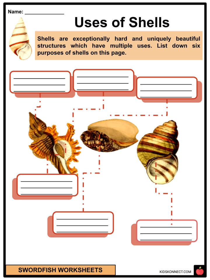 Shell Worksheets Terminology, Types of Seashells, Use of Shells, Non