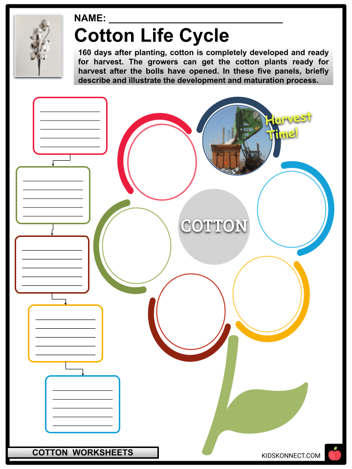 Cotton Worksheets Plant Origin, Cultivation, Uses, Impact