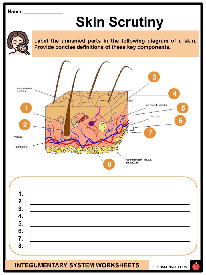 Integumentary System Worksheets Components, Functions