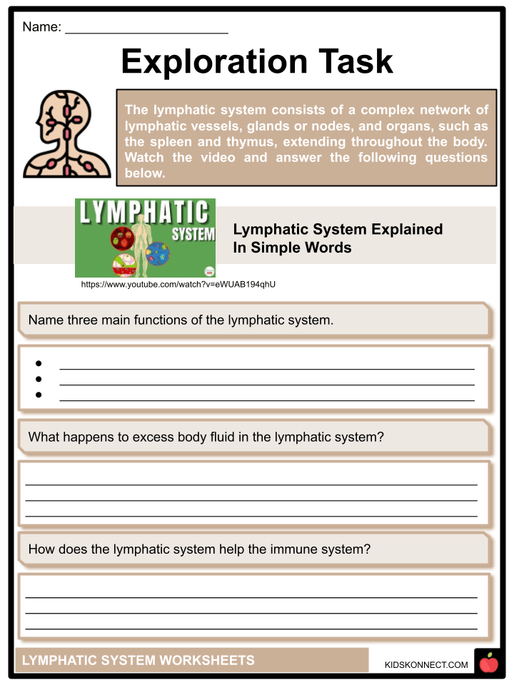 Lymphatic System Worksheets Function, Circulation, Immunity