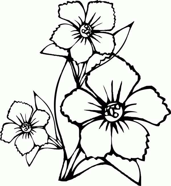 How To Draw Flower Coloring Page Kids Play Color