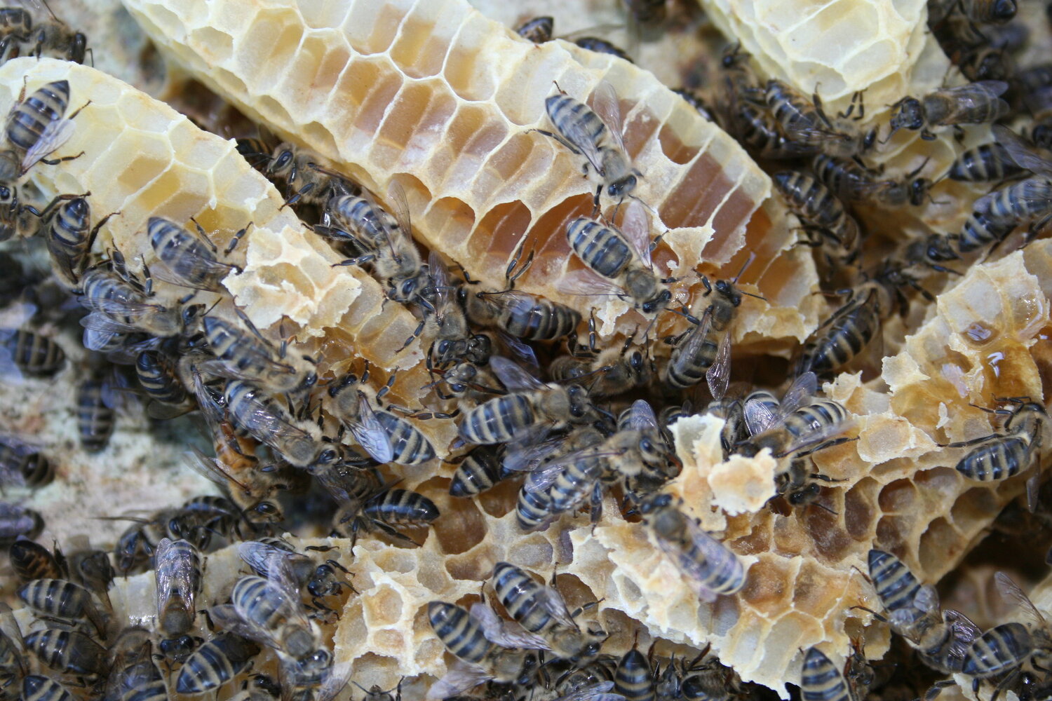 Tocal Farm Paterson Kids to Farms