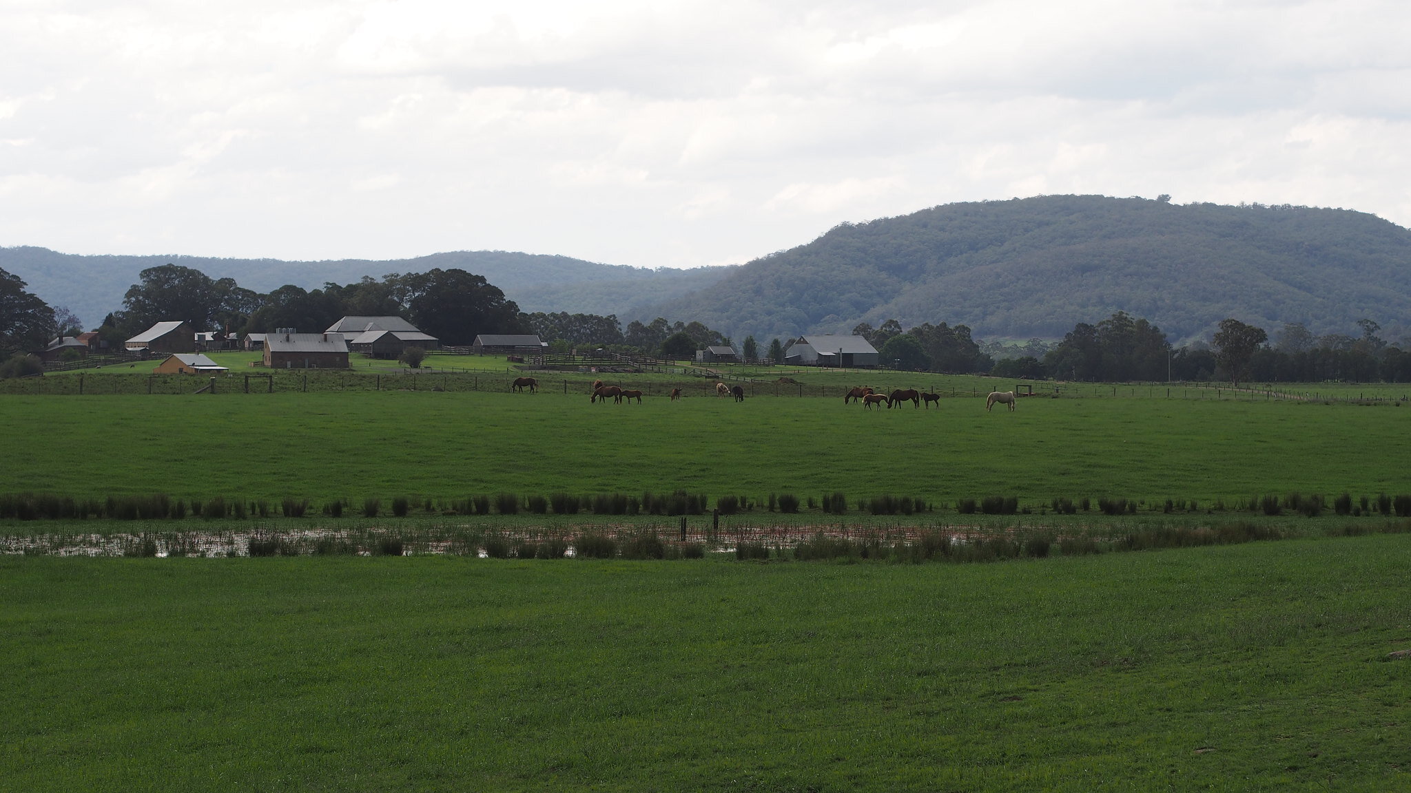 Tocal Farm Paterson Kids to Farms