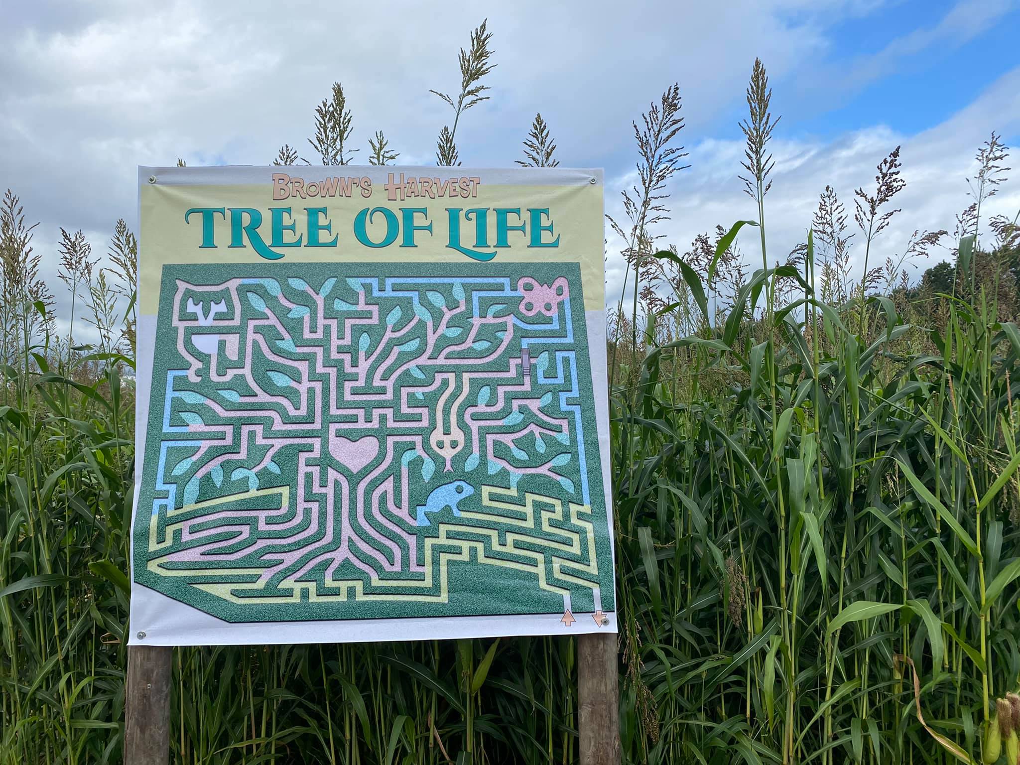 Connecticut Corn Mazes