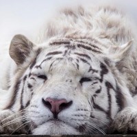 White Tiger Facts for Kids - All About White Tiger - Kidz Feed