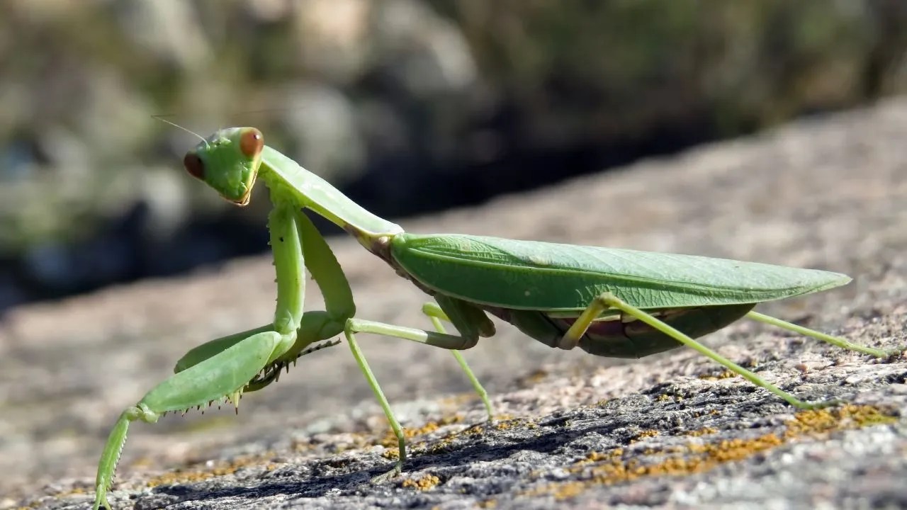 Are Praying Mantis Dangerous?