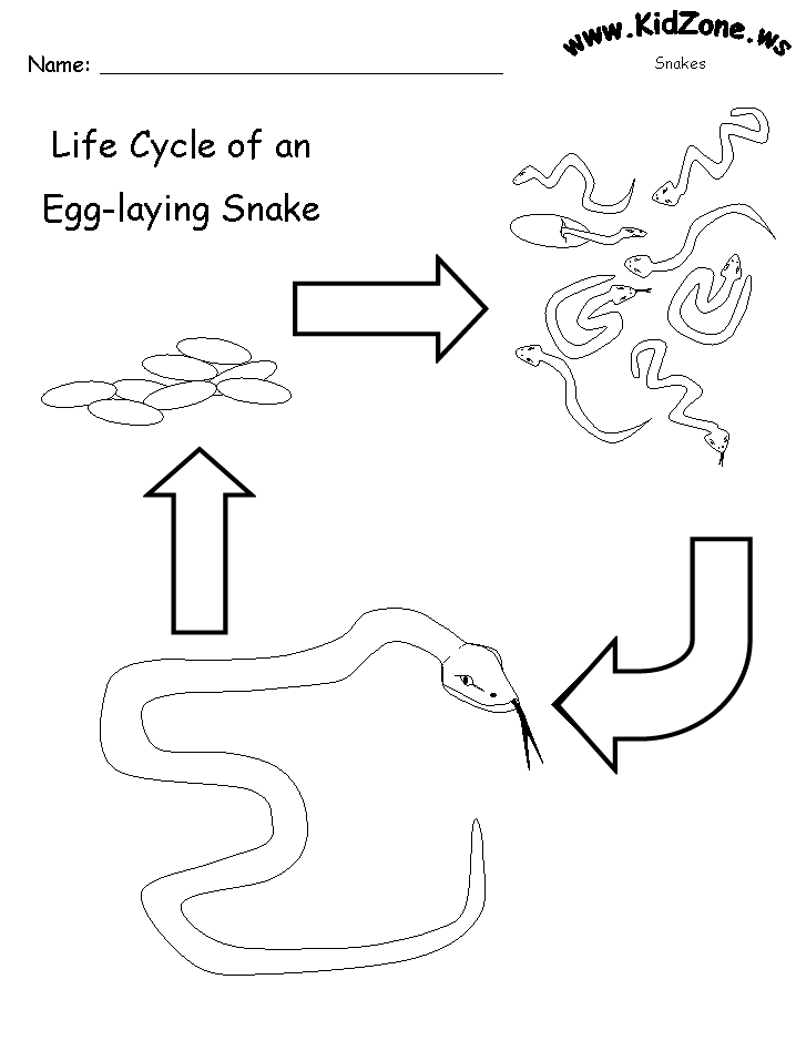 Snake Activities Lifecycle of a Snake Worksheet