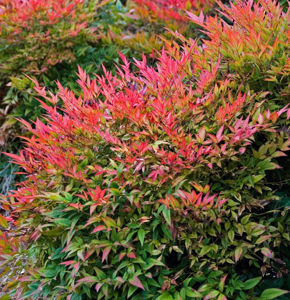 Nandina domestica ‘Gulfstream’ Kiefer Nursery Trees, Shrubs, Perennials