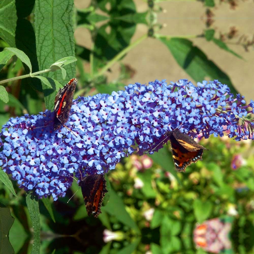 Buddleia ‘Buzz Sky Blue’ Kiefer Nursery Trees, Shrubs, Perennials